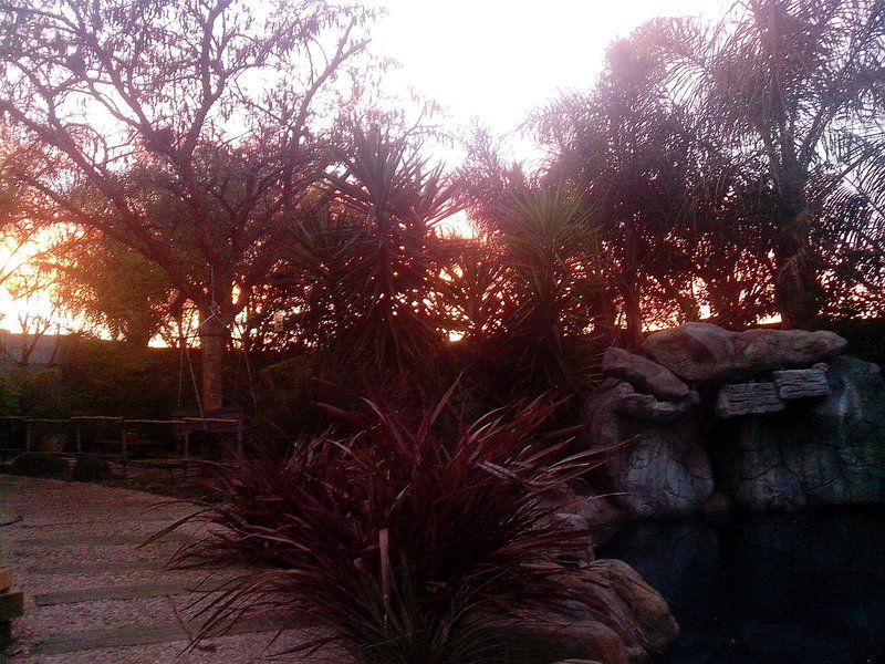Protea Retreat Brackenfell Cape Town Western Cape South Africa Palm Tree, Plant, Nature, Wood, Garden, Sunset, Sky