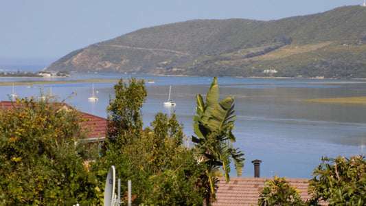 Protea Guest House Paradise Knysna Western Cape South Africa Complementary Colors, Palm Tree, Plant, Nature, Wood