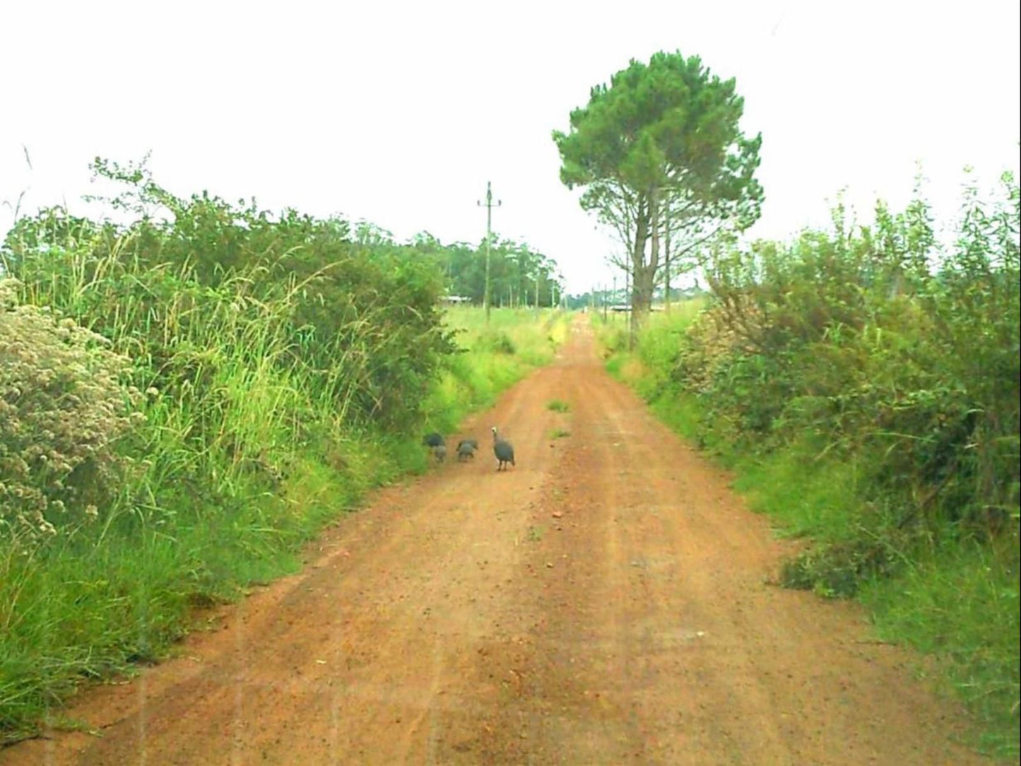 Protea Wilds Retreat Harkerville Plettenberg Bay Western Cape South Africa Street