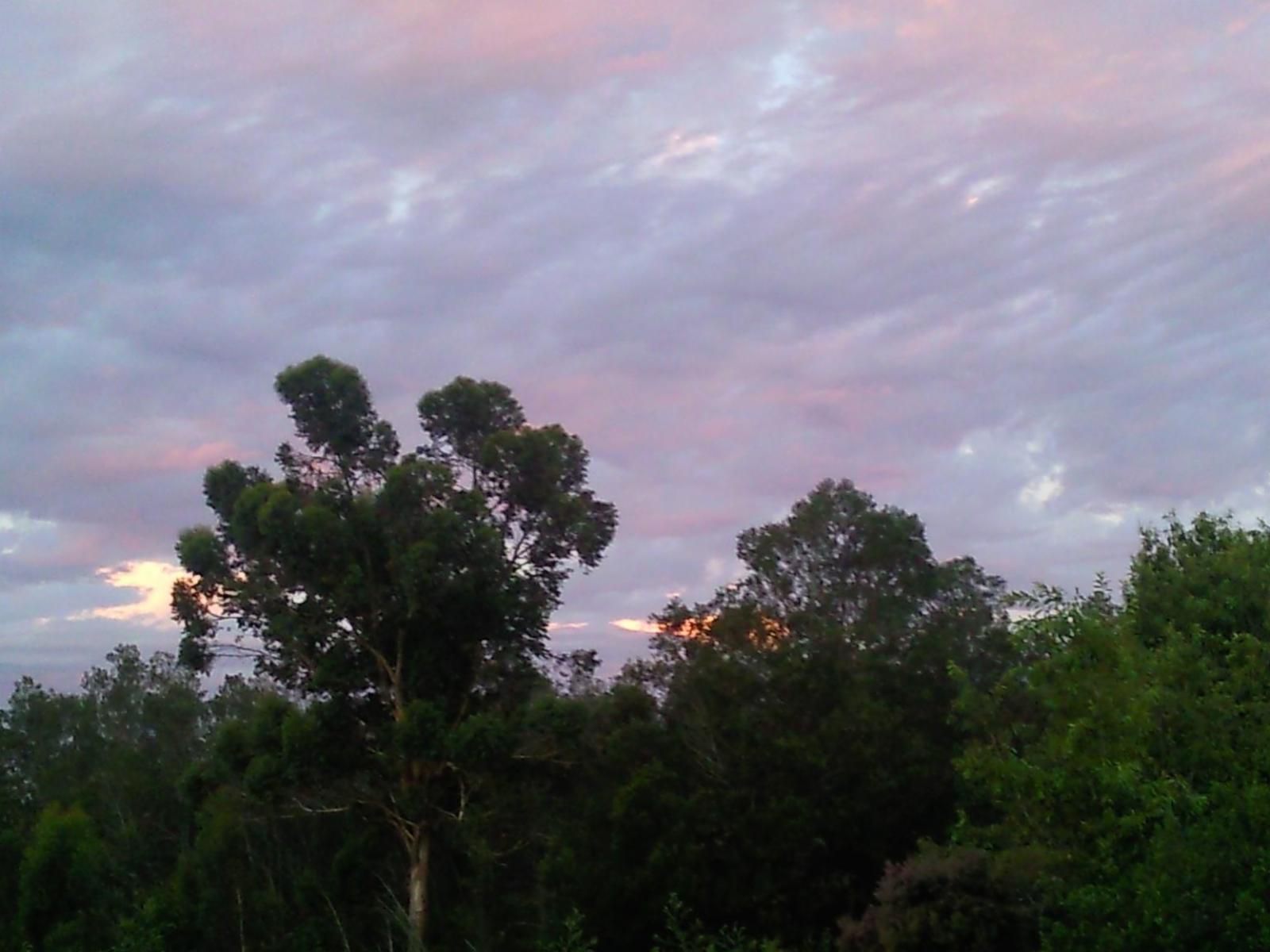 Protea Wilds Retreat Harkerville Plettenberg Bay Western Cape South Africa Sky, Nature, Tree, Plant, Wood, Clouds