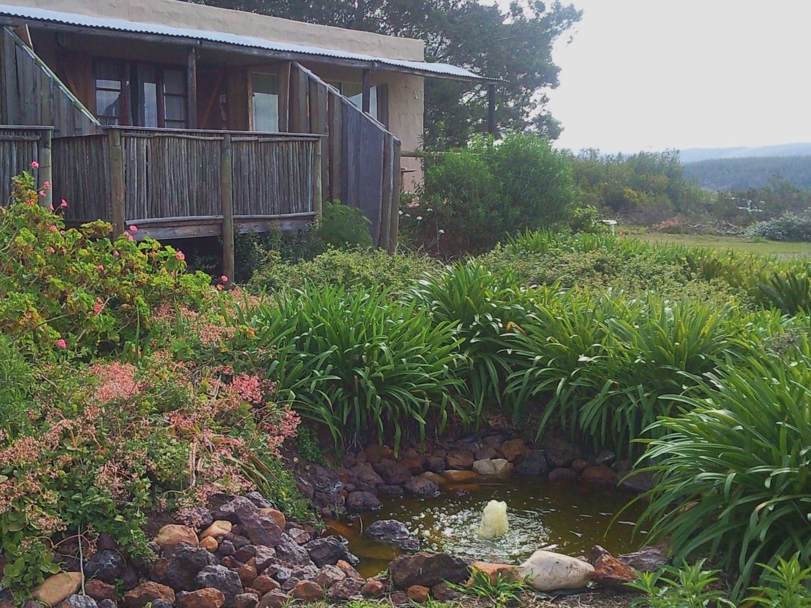 Protea Wilds Retreat Harkerville Plettenberg Bay Western Cape South Africa Plant, Nature, Garden