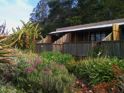 Protea Wilds Retreat Harkerville Plettenberg Bay Western Cape South Africa Plant, Nature, Garden