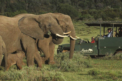 Pumba Private Game Reserve Grahamstown Eastern Cape South Africa Elephant, Mammal, Animal, Herbivore