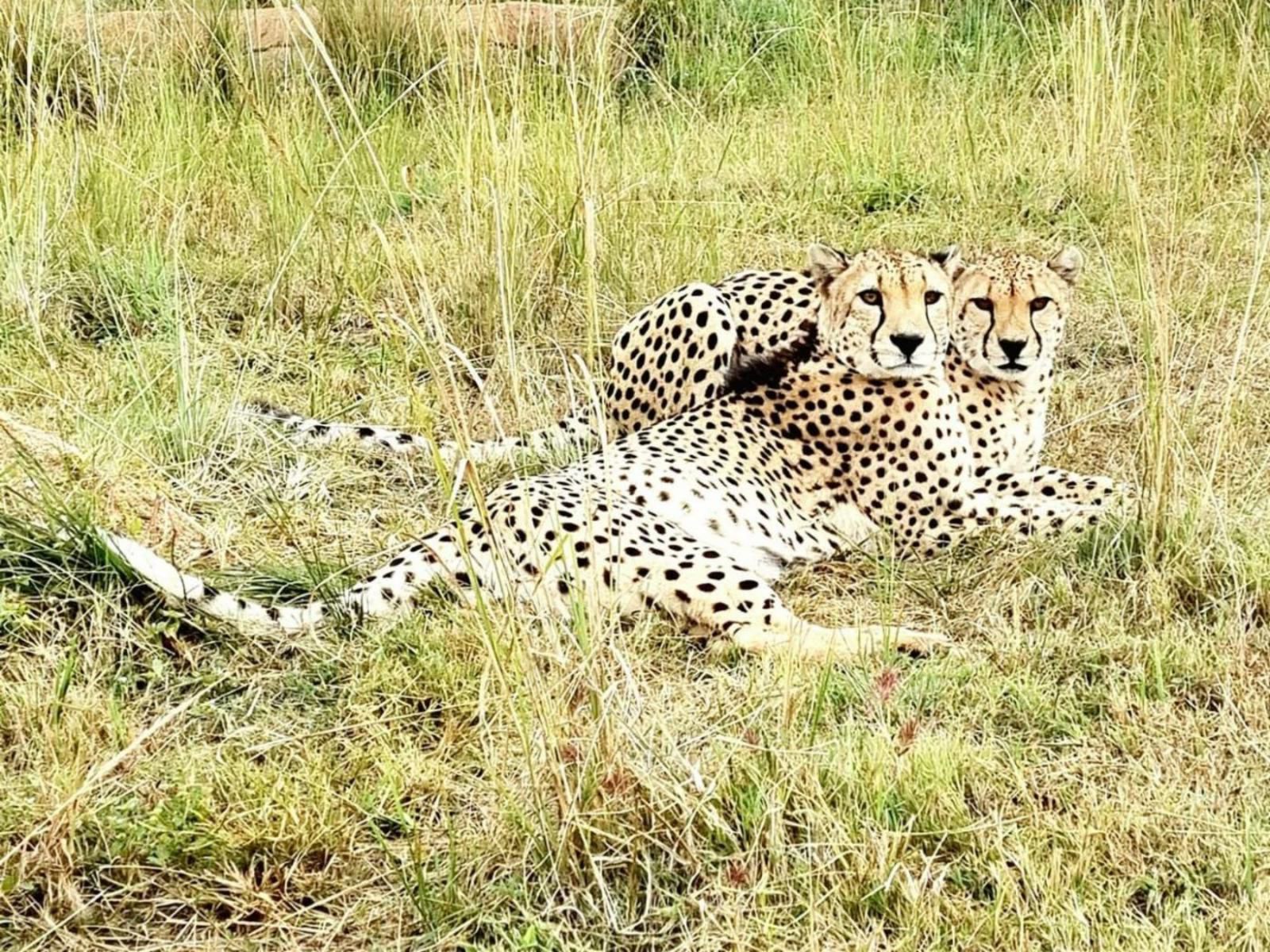 Pumbaa Wildlife Park And Accommodation Nelspruit Mpumalanga South Africa Sepia Tones, Cheetah, Mammal, Animal, Big Cat, Predator