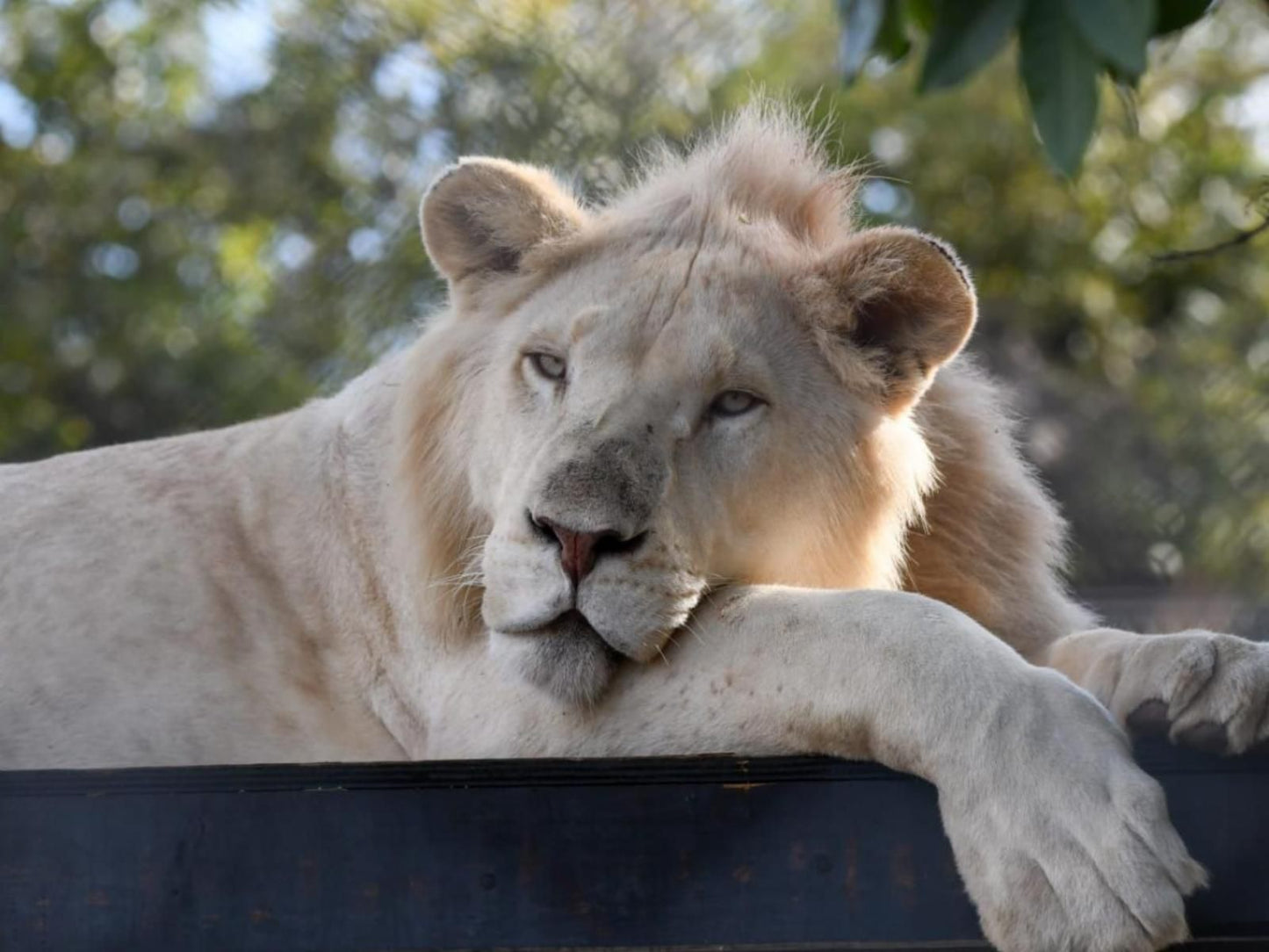 Pumbaa Wildlife Park And Accommodation Nelspruit Mpumalanga South Africa Lion, Mammal, Animal, Big Cat, Predator