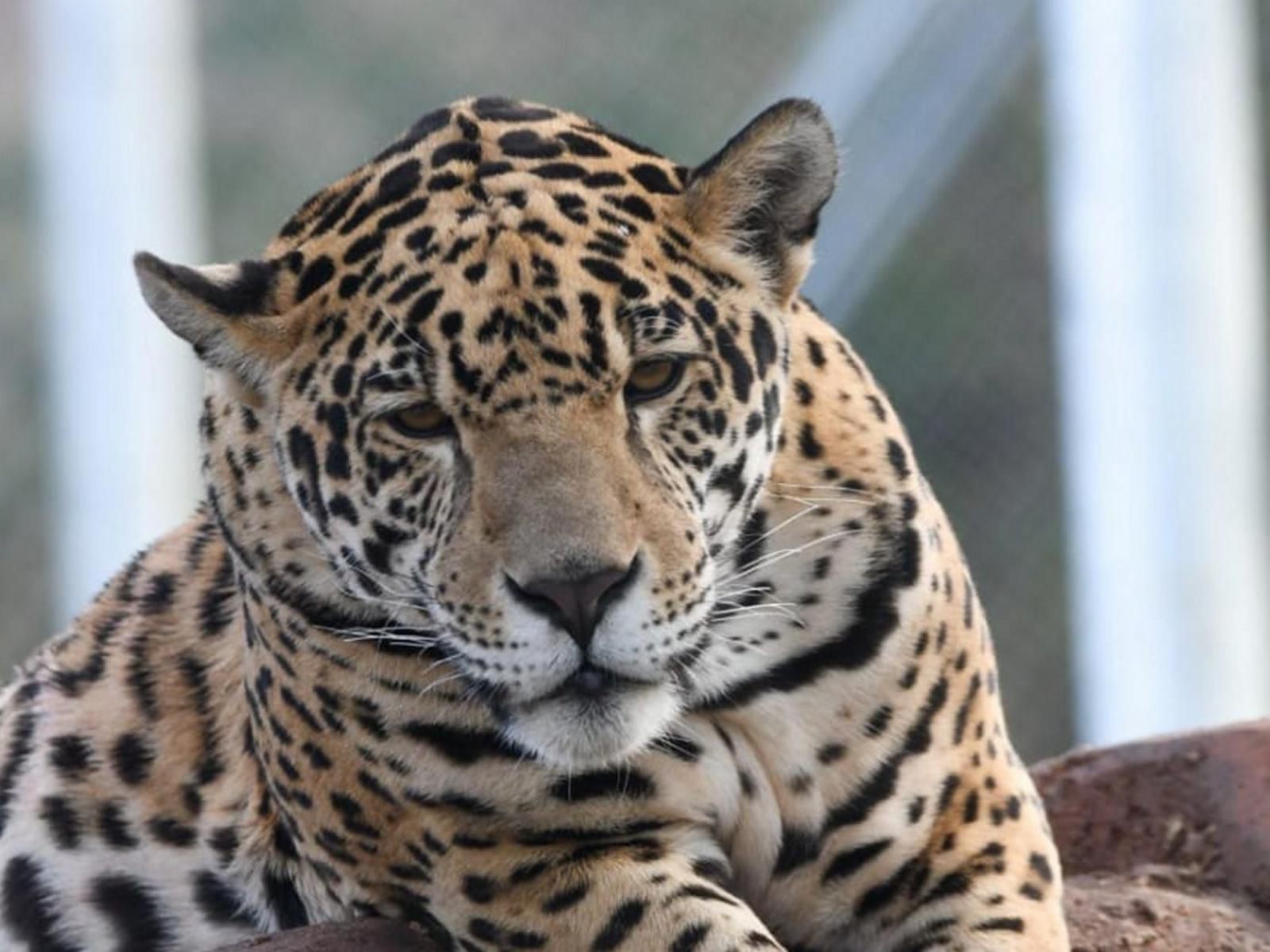 Pumbaa Wildlife Park And Accommodation Nelspruit Mpumalanga South Africa Leopard, Mammal, Animal, Big Cat, Predator