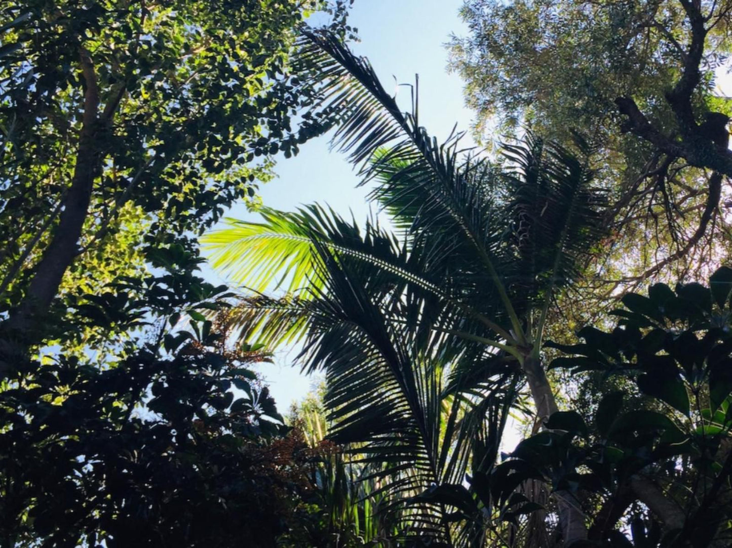 Pumleni Guesthouse Schoemansville Hartbeespoort North West Province South Africa Forest, Nature, Plant, Tree, Wood, Palm Tree