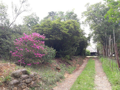 Pumula Central Drakensberg Cathkin Park Kwazulu Natal South Africa Plant, Nature, Garden