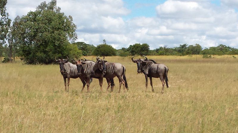 Pumula Lodge Modimolle Nylstroom Limpopo Province South Africa Gnu, Mammal, Animal, Herbivore, Water Buffalo, Lowland, Nature