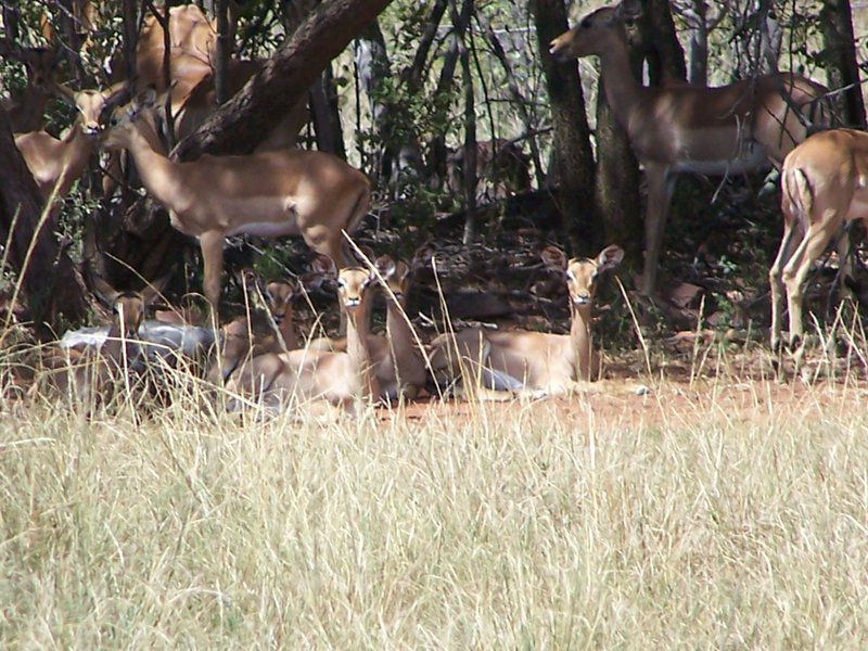 Pumula Lodge Modimolle Nylstroom Limpopo Province South Africa Deer, Mammal, Animal, Herbivore