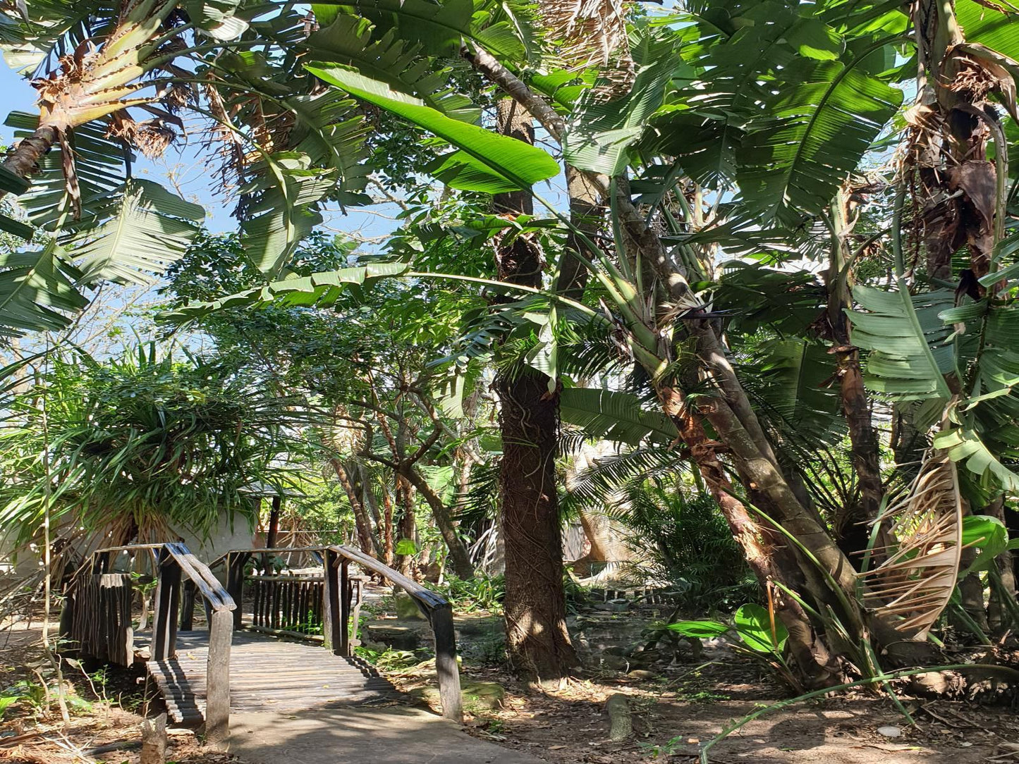 Pumusa Bushcamp Hluhluwe Kwazulu Natal South Africa Palm Tree, Plant, Nature, Wood, Garden