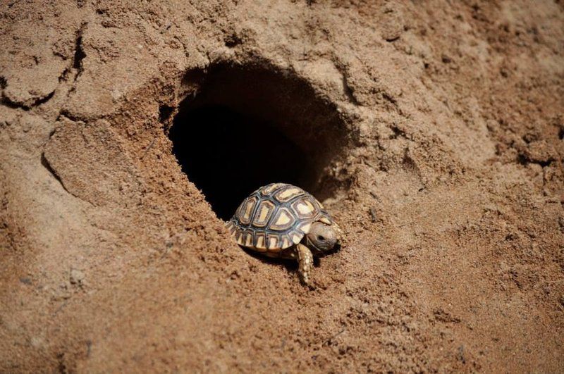 Pumzika Game Farm And Eco Estate Thabazimbi Limpopo Province South Africa Sepia Tones, Reptile, Animal, Turtle