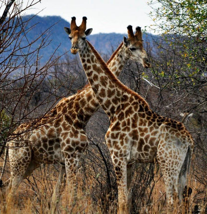Pumzika Game Farm And Eco Estate Thabazimbi Limpopo Province South Africa Giraffe, Mammal, Animal, Herbivore