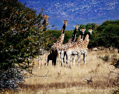 Pumzika Game Farm And Eco Estate Thabazimbi Limpopo Province South Africa Complementary Colors, Giraffe, Mammal, Animal, Herbivore
