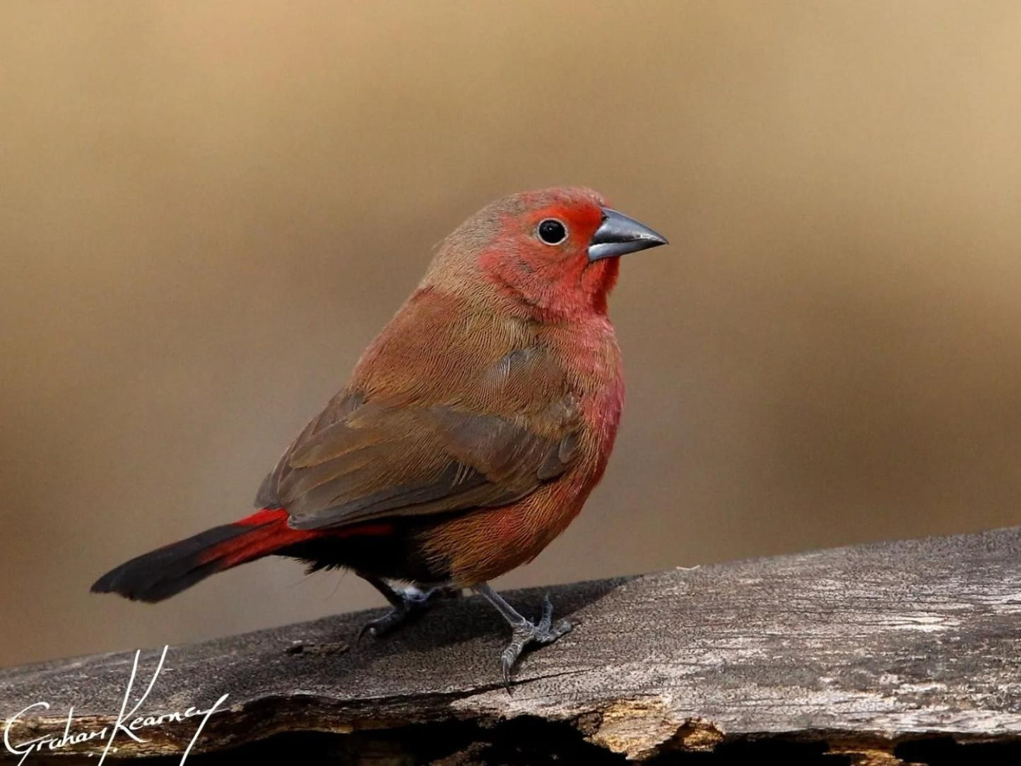 Pungwe Safari Camp, Bird, Animal