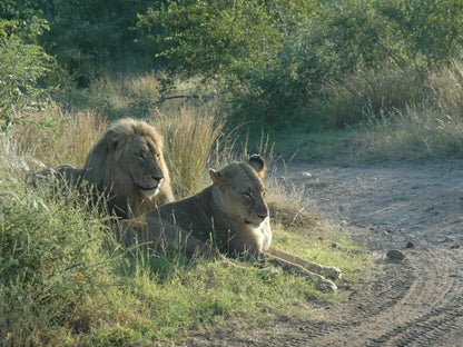 Pungwe Bush Camp Manyeleti Reserve Mpumalanga South Africa Lion, Mammal, Animal, Big Cat, Predator