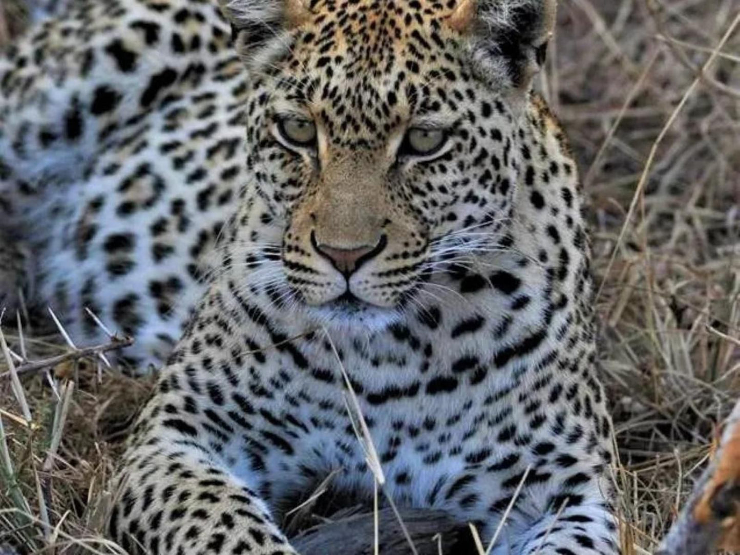 Pungwe Bush Camp Manyeleti Reserve Mpumalanga South Africa Unsaturated, Leopard, Mammal, Animal, Big Cat, Predator