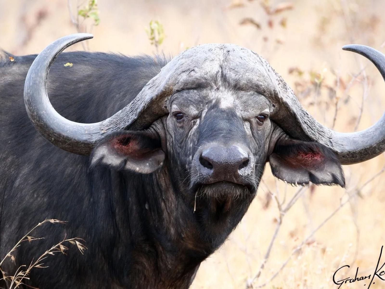 Pungwe Bush Camp Manyeleti Reserve Mpumalanga South Africa Water Buffalo, Mammal, Animal, Herbivore