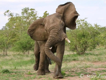 Pungwe Bush Camp Manyeleti Reserve Mpumalanga South Africa Elephant, Mammal, Animal, Herbivore