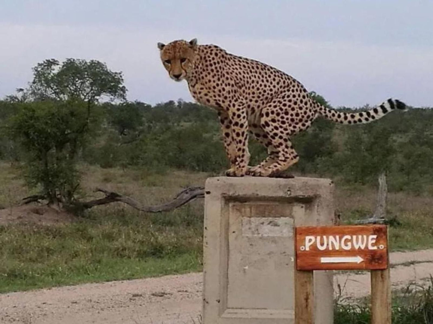 Pungwe Bush Camp Manyeleti Reserve Mpumalanga South Africa Cheetah, Mammal, Animal, Big Cat, Predator, Sign