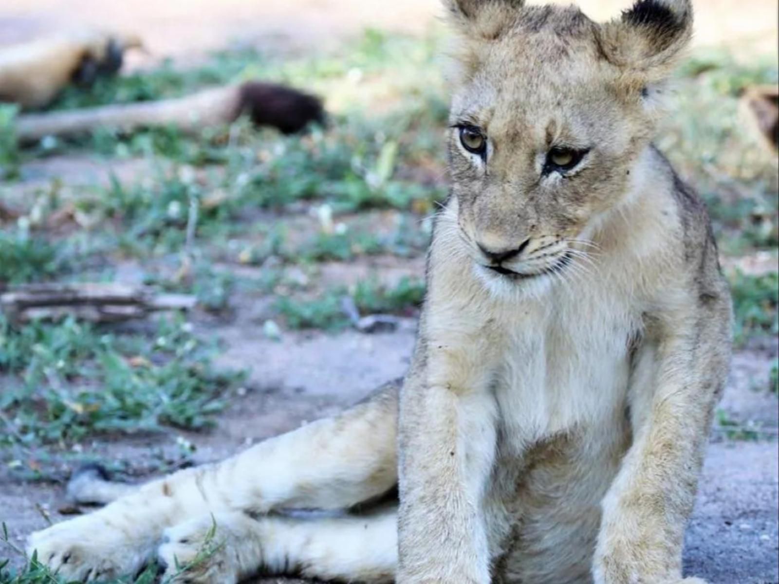 Pungwe Bush Camp Manyeleti Reserve Mpumalanga South Africa Lion, Mammal, Animal, Big Cat, Predator