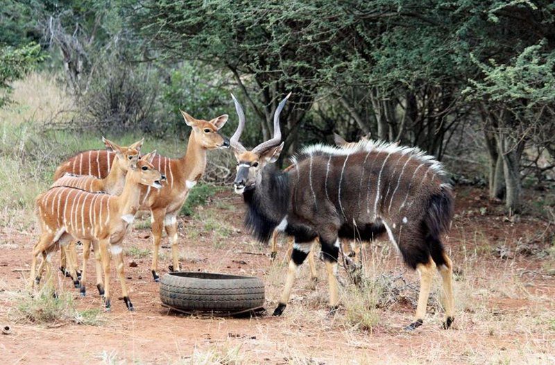 Pura Vida Lodge Broederstroom Hartbeespoort North West Province South Africa Animal