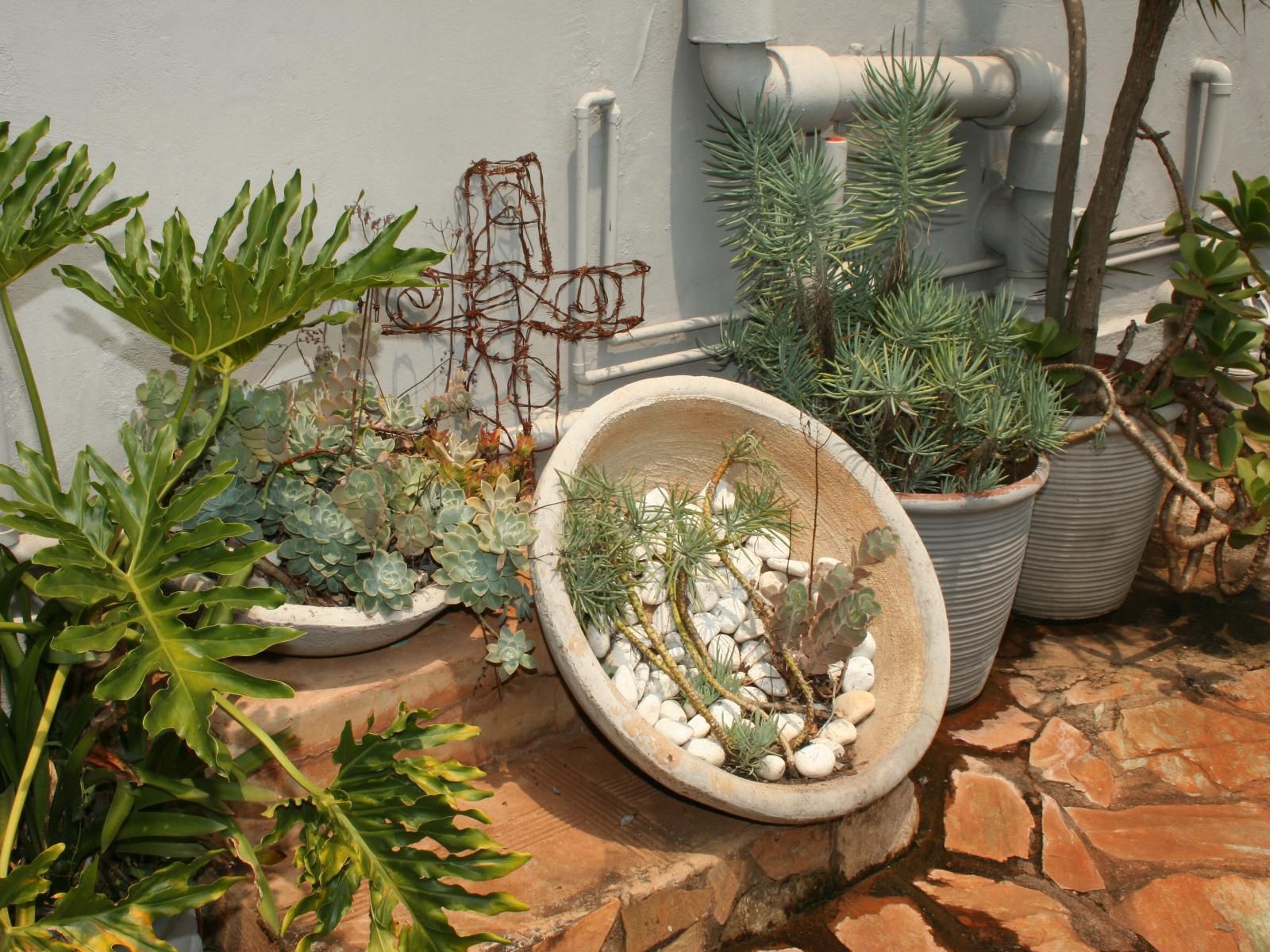 Purdy S Place Makhado Louis Trichardt Limpopo Province South Africa Plant, Nature, Garden