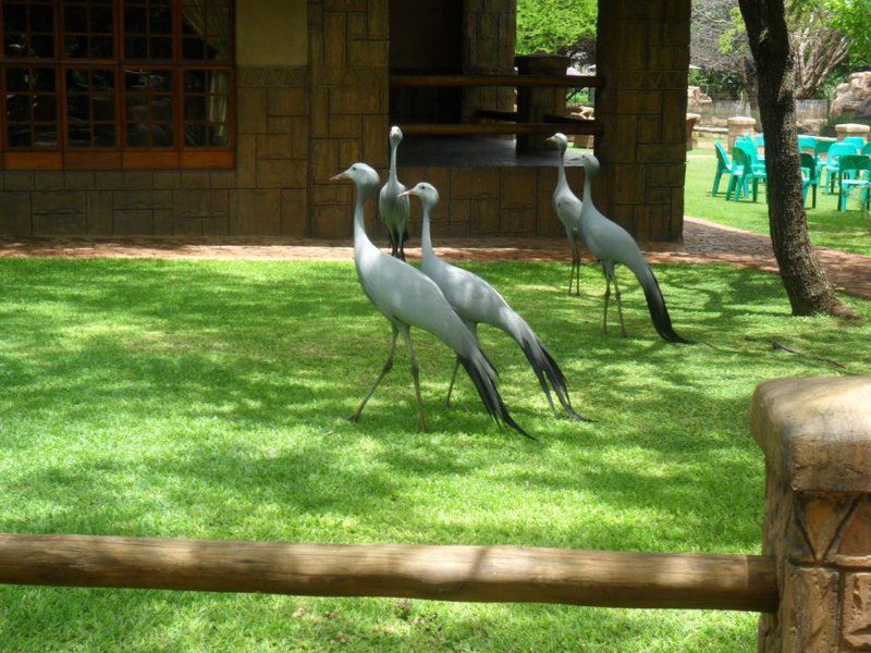Pure Joy Lodge Kameeldrift East Pretoria Tshwane Gauteng South Africa Bird, Animal