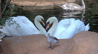 Pure Joy Lodge Kameeldrift East Pretoria Tshwane Gauteng South Africa Swan, Bird, Animal