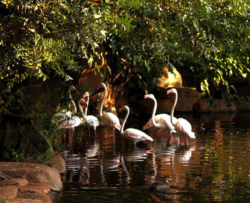 Pure Joy Lodge Kameeldrift East Pretoria Tshwane Gauteng South Africa Bird, Animal