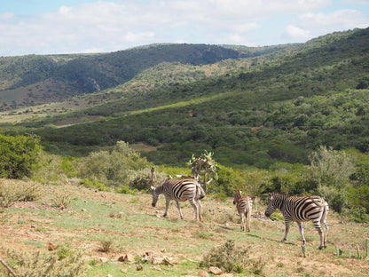 Pure Nature Familodge Paterson Eastern Cape South Africa Animal