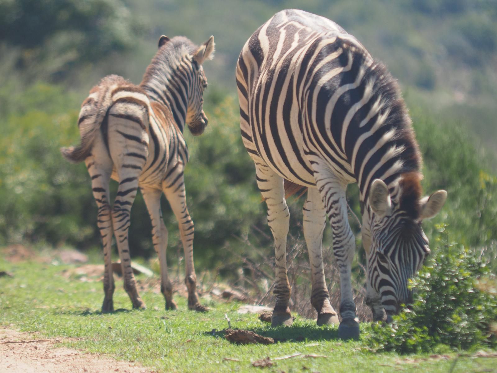 Pure Nature Familodge Paterson Eastern Cape South Africa Zebra, Mammal, Animal, Herbivore