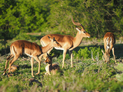 Pure Nature Familodge Paterson Eastern Cape South Africa Animal