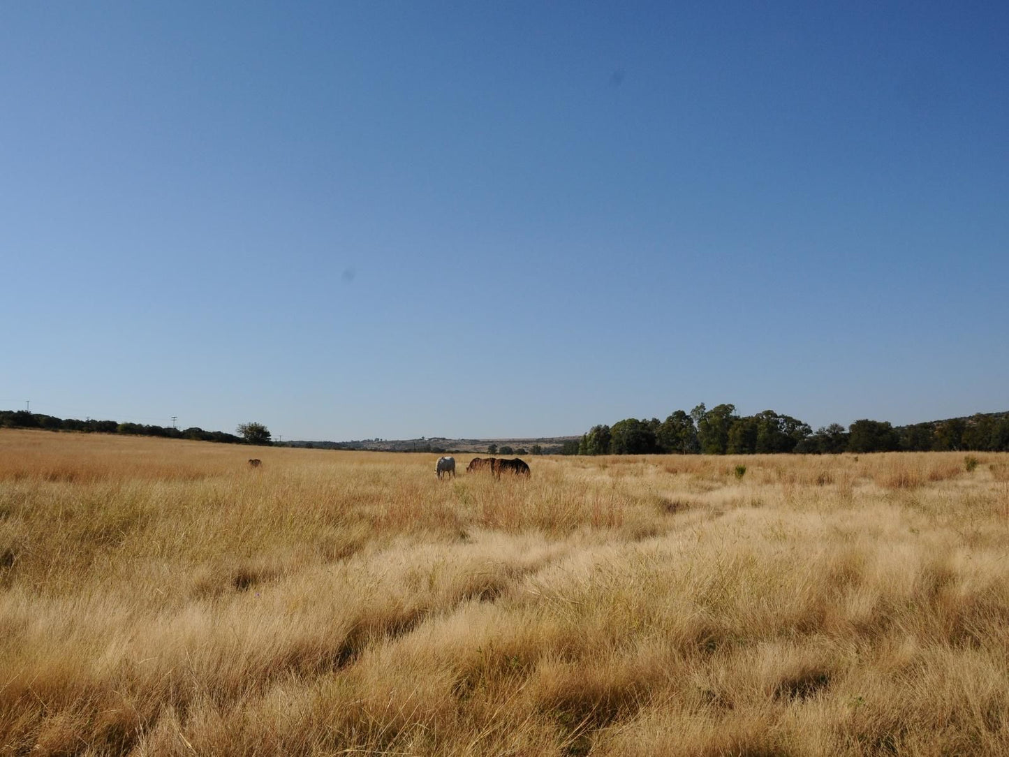 Puschka Farm Magaliesburg Gauteng South Africa Complementary Colors, Field, Nature, Agriculture, Lowland