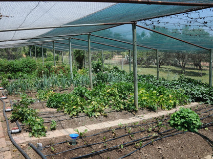 Puschka Farm Magaliesburg Gauteng South Africa Field, Nature, Agriculture, Garden, Plant, Vegetable, Food