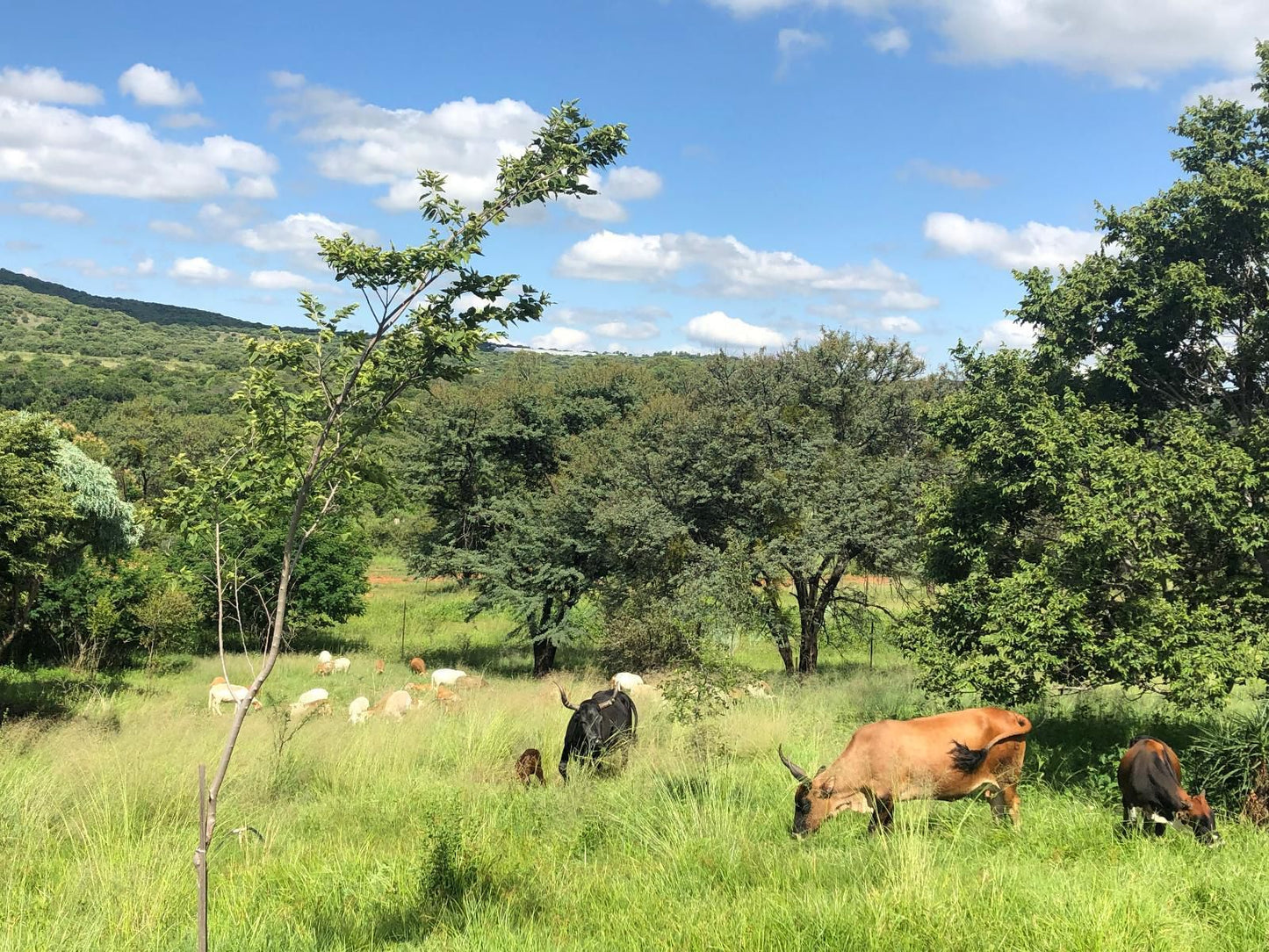 Puschka Farm Magaliesburg Gauteng South Africa Complementary Colors, Meadow, Nature, Animal