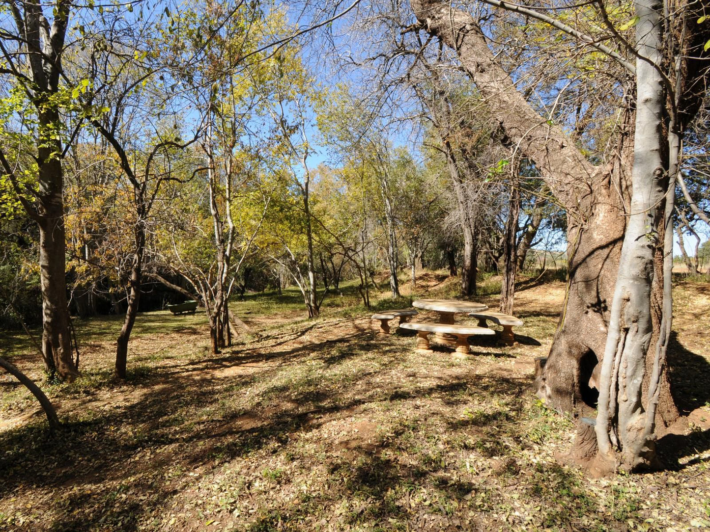 Puschka Farm Magaliesburg Gauteng South Africa Forest, Nature, Plant, Tree, Wood