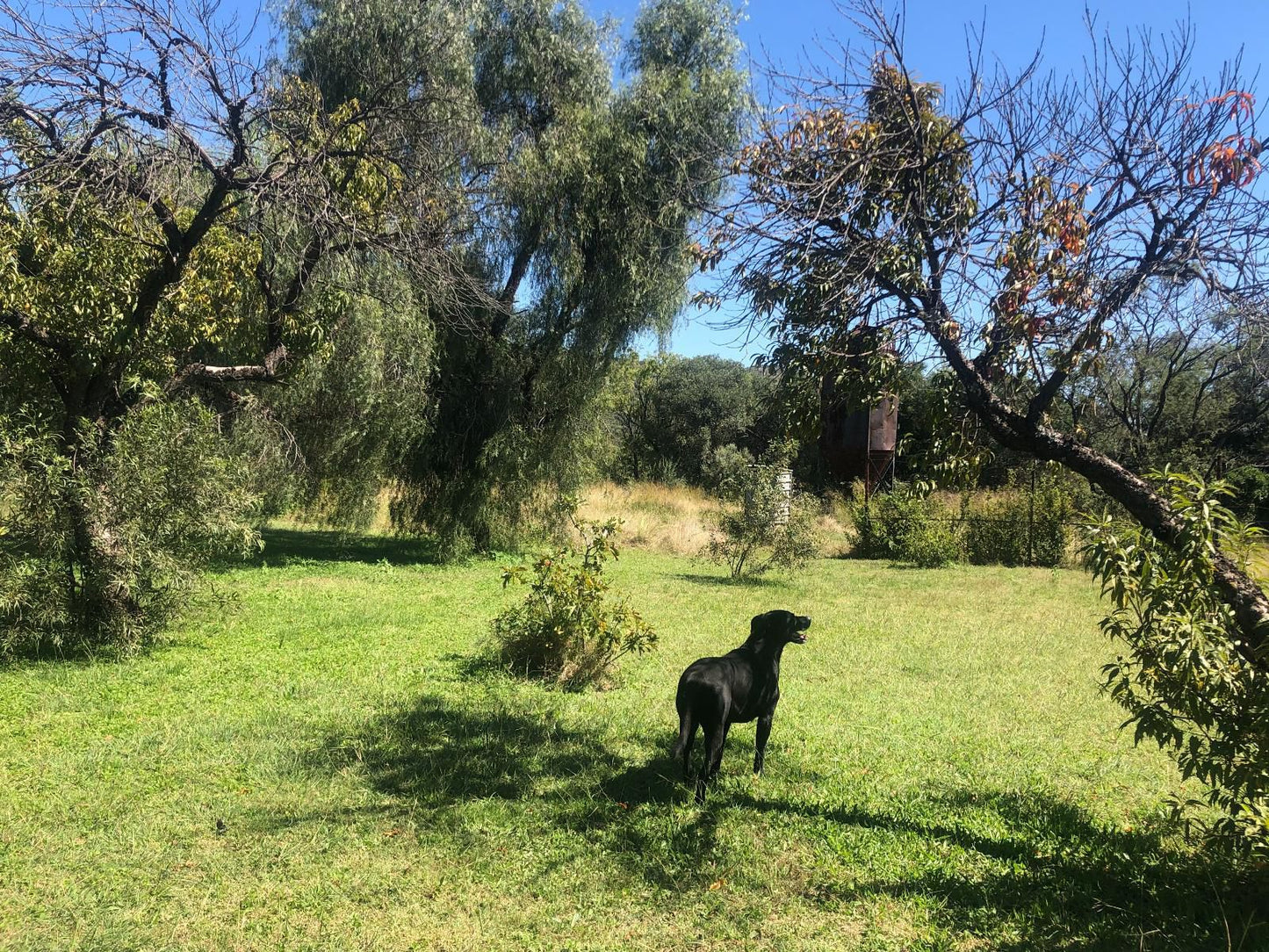 Puschka Farm Magaliesburg Gauteng South Africa Dog, Mammal, Animal, Pet, Tree, Plant, Nature, Wood