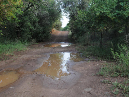 Puschka Farm Magaliesburg Gauteng South Africa Forest, Nature, Plant, Tree, Wood, Railroad, River, Waters