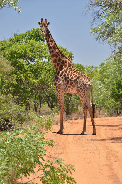 Qabe Private Safaris Vaalwater Limpopo Province South Africa Complementary Colors, Giraffe, Mammal, Animal, Herbivore