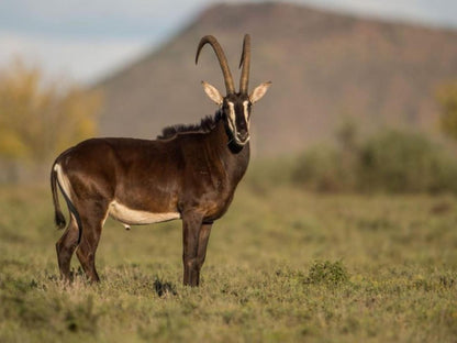 Quaggasfontein Private Game Reserve Colesberg Northern Cape South Africa Animal