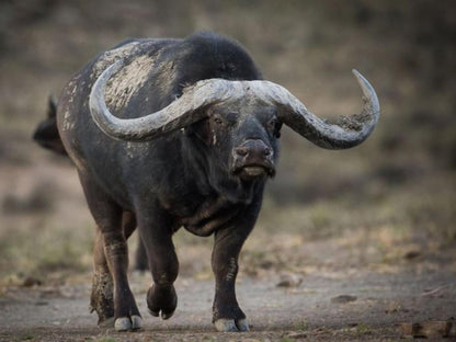 Quaggasfontein Private Game Reserve Colesberg Northern Cape South Africa Unsaturated, Water Buffalo, Mammal, Animal, Herbivore