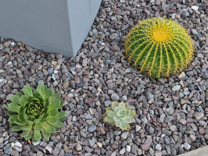 Quiver Inn Guesthouse, Cactus, Plant, Nature