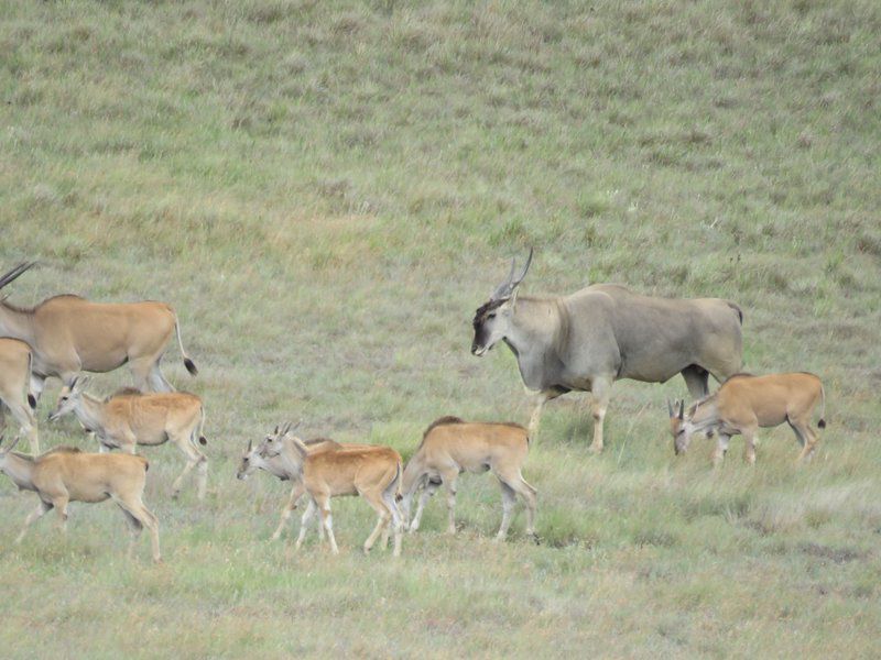 Qwantani Private Rentals Poccolan Nature Reserve Kwazulu Natal South Africa Unsaturated, Deer, Mammal, Animal, Herbivore
