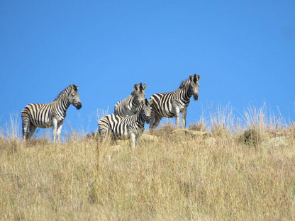Qwantani Private Rentals Poccolan Nature Reserve Kwazulu Natal South Africa Complementary Colors, Colorful, Zebra, Mammal, Animal, Herbivore
