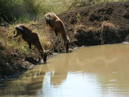 Raas En Rus Game Farm Dwaalboom Limpopo Province South Africa River, Nature, Waters, Water Buffalo, Mammal, Animal, Herbivore