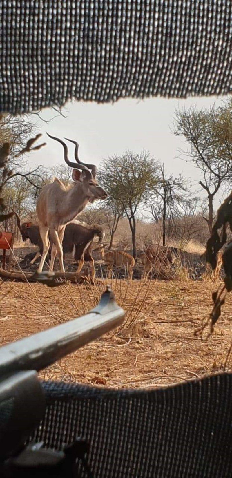 Raas En Rus Game Farm Dwaalboom Limpopo Province South Africa Deer, Mammal, Animal, Herbivore