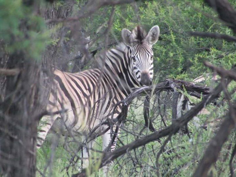 Raas En Rus Game Farm Dwaalboom Limpopo Province South Africa Unsaturated, Zebra, Mammal, Animal, Herbivore