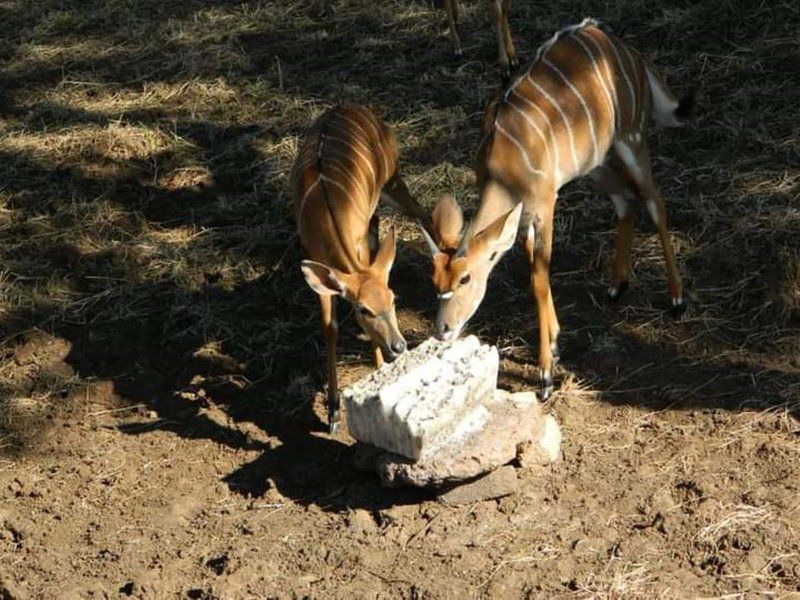 Raas En Rus Game Farm Dwaalboom Limpopo Province South Africa Animal