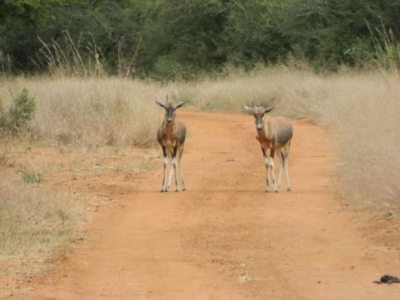 Raas En Rus Game Farm Dwaalboom Limpopo Province South Africa Sepia Tones, Animal